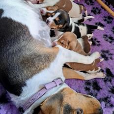 Dansk svensk gaardhund Eddie R.I.P.