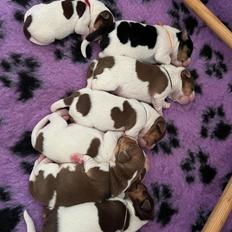 Dansk svensk gaardhund Eddie R.I.P.