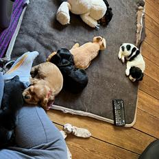 Cavalier king charles spaniel Athene