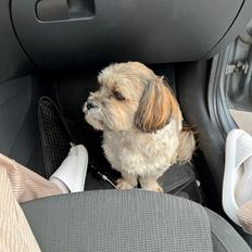 Shih tzu Tjavsi (Lille-T)