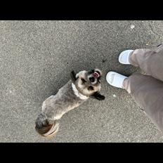 Shih tzu Tjavsi (Lille-T)