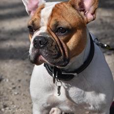 Fransk bulldog Carlo