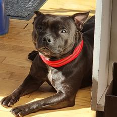 Staffordshire bull terrier Maggie