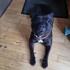 Staffordshire bull terrier Maggie
