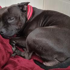Staffordshire bull terrier Maggie