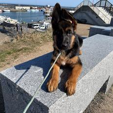 Schæferhund Balkan