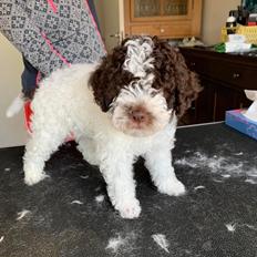 Lagotto romagnolo Walther