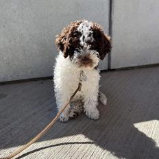 Lagotto romagnolo Walther