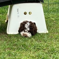 Lagotto romagnolo Walther