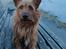 Australsk terrier Eddie 