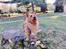 Australsk terrier Eddie 