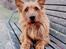 Australsk terrier Eddie 