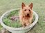 Australsk terrier Eddie 