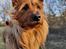 Australsk terrier Eddie 