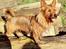Australsk terrier Eddie 
