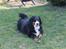 Berner sennenhund Mini