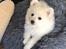 Japansk spids Nala