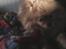 Pomeranian Ide Fix