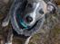 Whippet Falcon (Tanalorn Mr. Quade)