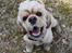 Amerikansk cocker spaniel Viggo Pedersen 