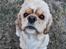 Amerikansk cocker spaniel Viggo Pedersen 