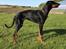 Dobermann Penny von Engelhardt - Penny 7 mdr