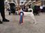 Parson russell terrier HiJacks 5th I'm always Spot on 