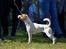 Parson russell terrier HiJacks 5th I'm always Spot on 