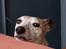 Whippet Ea