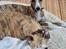 Whippet Ea