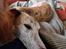 Whippet Ea