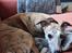 Whippet Ea