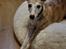 Whippet Ea