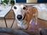 Whippet Ea