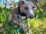 Whippet Falcon (Tanalorn Mr. Quade)