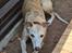 Whippet Ea