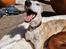 Whippet Ea