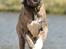 Whippet Falcon (Tanalorn Mr. Quade)