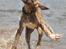 Whippet Falcon (Tanalorn Mr. Quade)