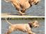 Amerikansk cocker spaniel Viggo Pedersen 