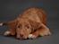 Nova scotia duck tolling retriever Markdorff's Sweet Cream and Cookies "Sisu"