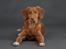 Nova scotia duck tolling retriever Markdorff's Sweet Cream and Cookies "Sisu"