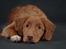 Nova scotia duck tolling retriever Markdorff's Sweet Cream and Cookies "Sisu"
