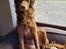 Nova scotia duck tolling retriever Markdorff's Sweet Cream and Cookies "Sisu"