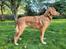 Nova scotia duck tolling retriever Markdorff's Sweet Cream and Cookies "Sisu"