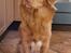 Nova scotia duck tolling retriever Markdorff's Sweet Cream and Cookies "Sisu"