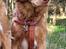 Nova scotia duck tolling retriever Markdorff's Sweet Cream and Cookies "Sisu"