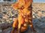 Nova scotia duck tolling retriever Markdorff's Sweet Cream and Cookies "Sisu"