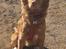 Nova scotia duck tolling retriever Markdorff's Sweet Cream and Cookies "Sisu"