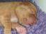 Nova scotia duck tolling retriever Markdorff's Sweet Cream and Cookies "Sisu"